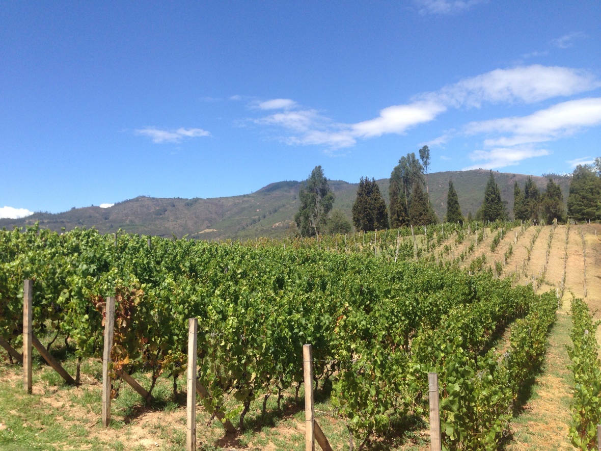 On our last day in Sogamoso, we hit up the highest elevation vineyard in the world, Punta Larga.