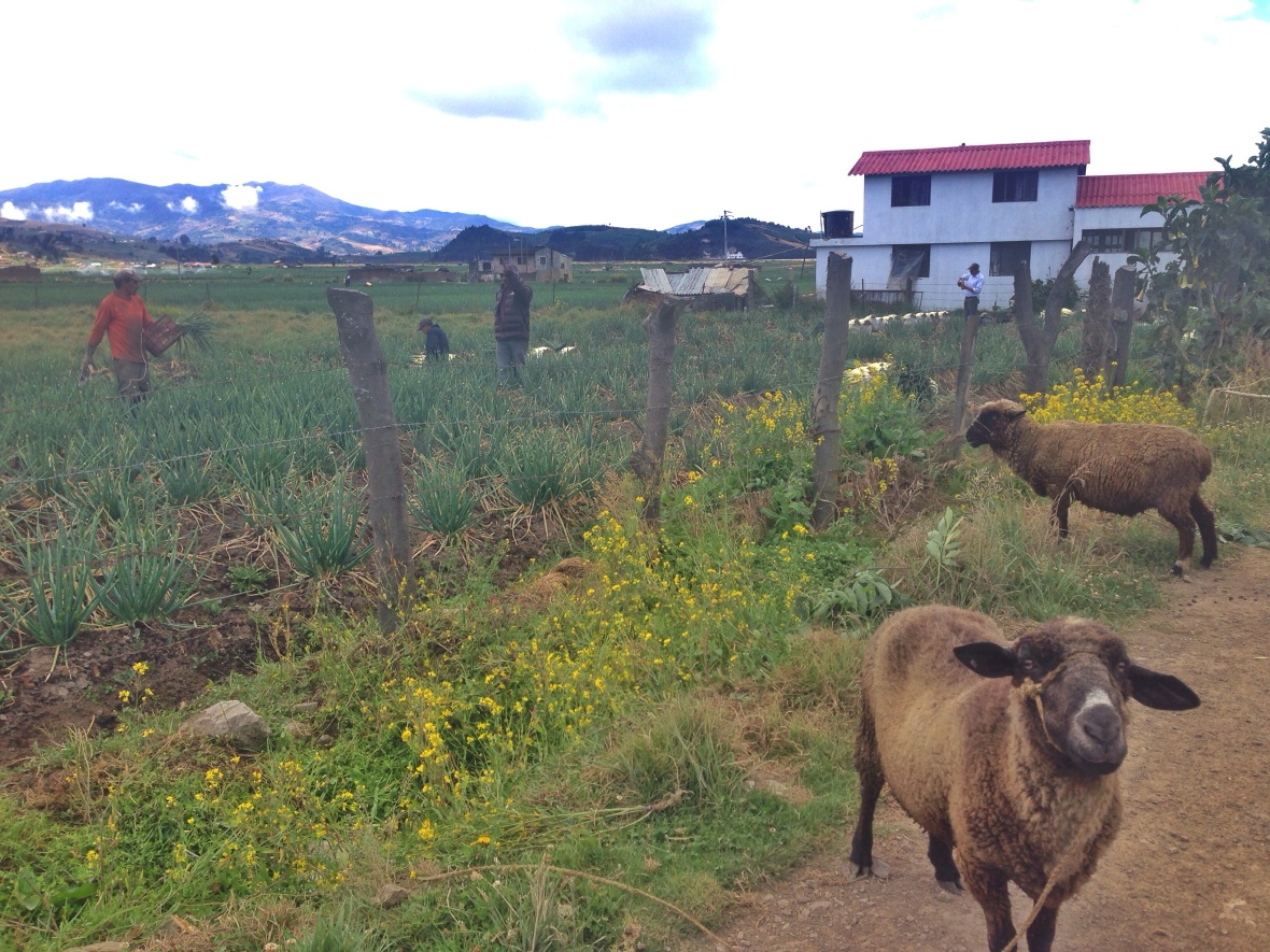 We took an hour or so bus to Aquitania to check out Laguna de Tota...before seeing the lake, we explored the endless fields of onions farms and sheep.